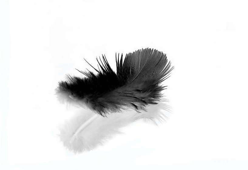 Plume noire sur fond blanc par shoott photography