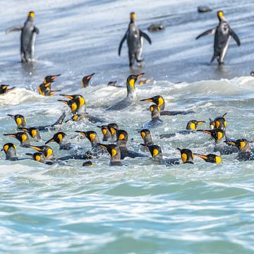 Koningspinguïns op South Georgia