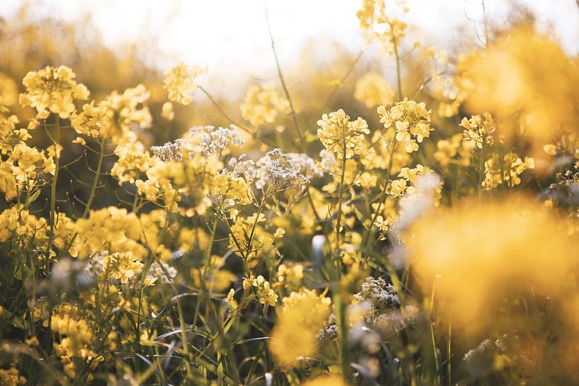 Golden floral display by Sonja Bos