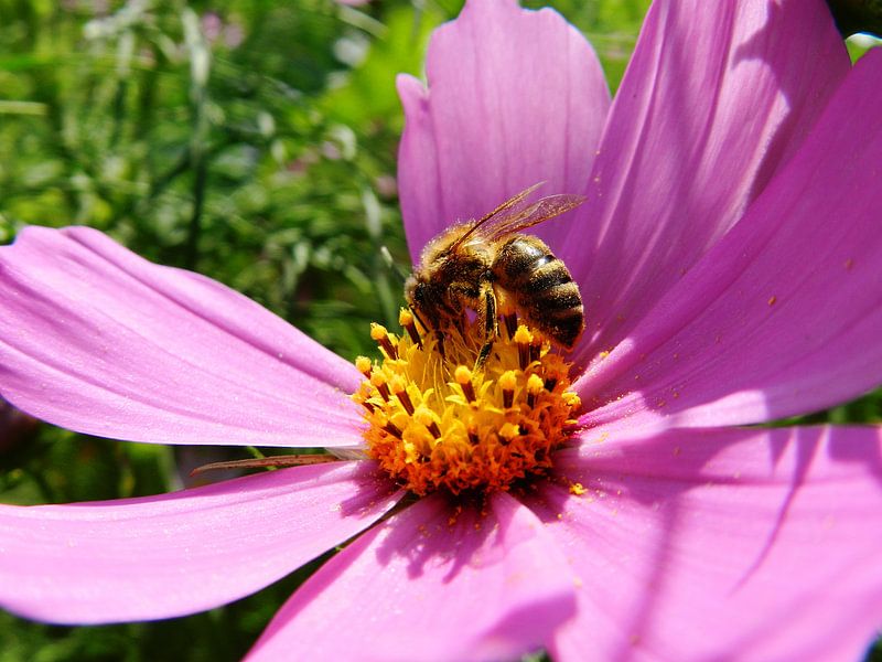 Bloemen en bijtjes by Jellie van Althuis