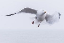 seagull