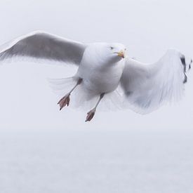 seagull by eric brouwer