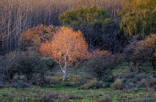 Amsterdamse Waterleiding Duinen