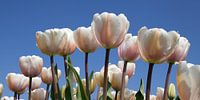 Tulpen pracht 