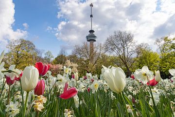 The Euromast in spring by Yormen Gerrits