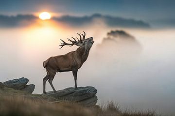 Edelhertbrulend op rotsachtig landschap bij zonsopgang van Markus Gann