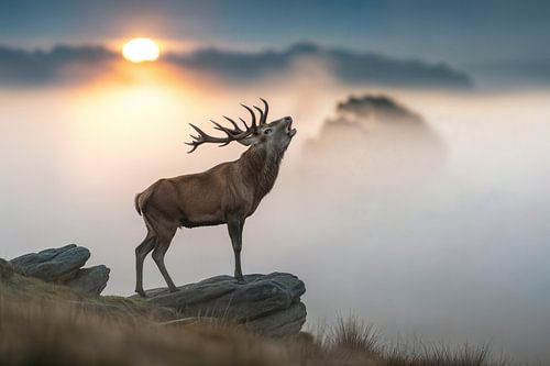 Edelhertbrulend op rotsachtig landschap bij zonsopgang