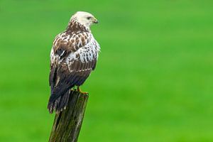 Buizerd zittend op een paal uitkijkend over een veld van Sjoerd van der Wal Fotografie