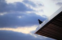 Crying dove