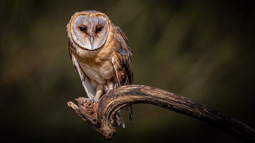 De stille jager