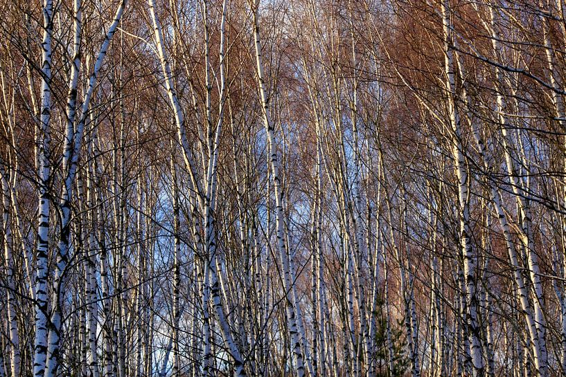 Birch by Thomas Jäger