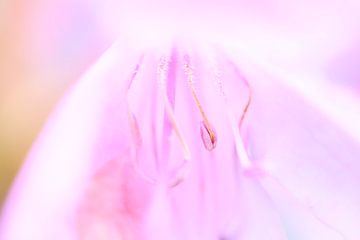 Roze bloem van WeVaFotografie