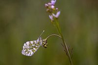 Orange tip on cuckoo flower