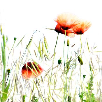 Mohnblumen auf dem Feld 2