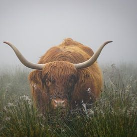 Schottischer Highlander Porträt - nebliger Morgen von Capturedby_Kim