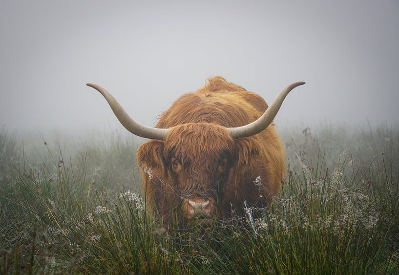 Scottish highlander portrait - misty morning by Capturedby_Kim