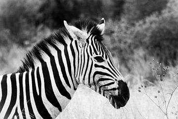 Schwarzes und weißes Zebra 'en profil' in Südafrika von Mark Zoet