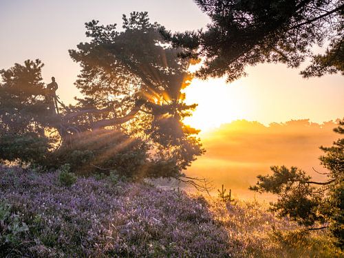 Purple moors in morning glory
