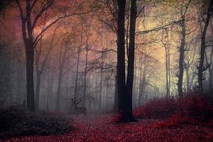 Forêt de décembre