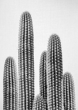 Cactus 2 - zwart-wit van Gal Design