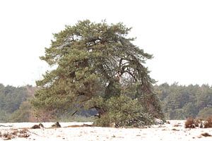 Arbre solitaire dans un paysage enneigé