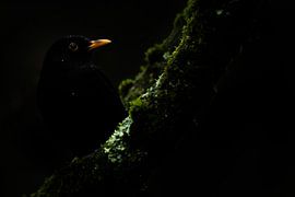 Mysterious blackbird