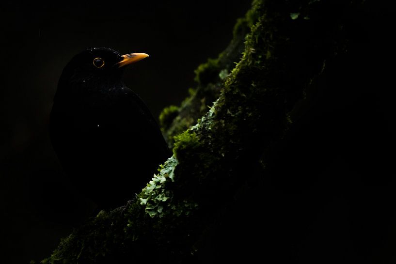 Mysteriöse Amsel von Danny Slijfer Natuurfotografie