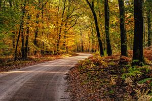 Forêt d'automne de couleur orange-jaune avec route de sable
