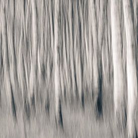 Birch forest abstract black and white by Vincent Fennis