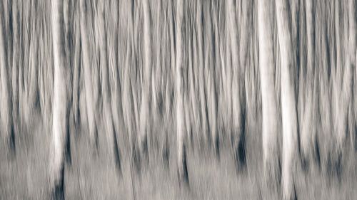 Birch forest abstract black and white