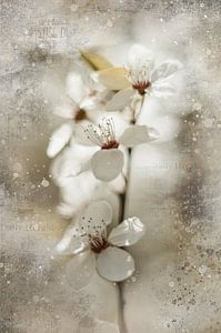 Blüte mit Fine-Art-Behandlung von KB Design & Photography (Karen Brouwer)