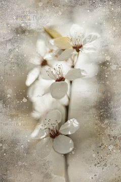 Blossom with fine-art treatment by KB Design & Photography (Karen Brouwer)