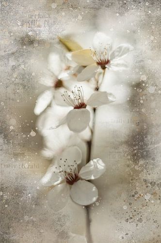 Blossom with fine-art treatment