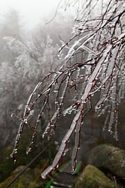 Art of Nature 2 by t.ART