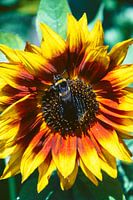 Abeille occupée