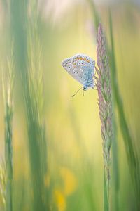 Icarus blue