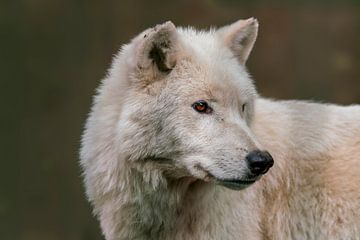 Kopf Portät von einem weißen Polar Wolf (Canis lupus arctos) im Wald von Mario Plechaty Photography