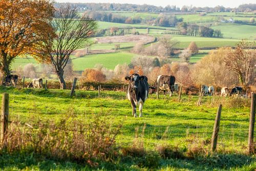 Nieuwsgierige koeien in Zuid-Limburg