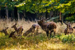 cerf en rut