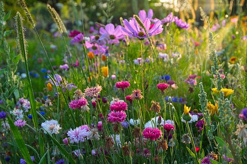bunte Blumenwiese im Sommer