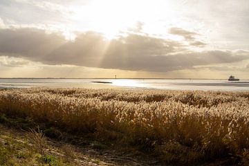Growing cattail on the floodplain of the Western Scheldt. by AdWF