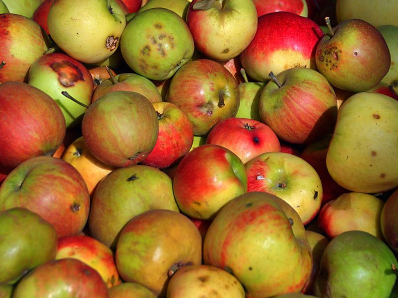 Een kijkje in de gevallen fruitbox van Edgar Schermaul