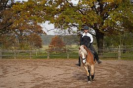 Training with the light brown Haflinger with beige mane