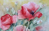 Prairie de coquelicots