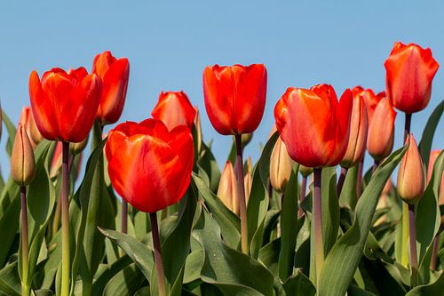 Tulpenveld