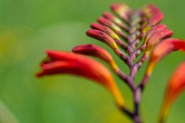 Abstracte, creatieve opname van Montbretia van Caroline van der Vecht