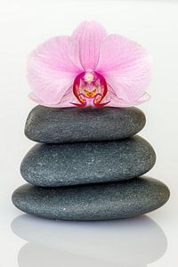 Orchidee