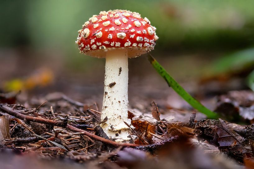 Fliegenpilz von Hans-Jürgen Janda