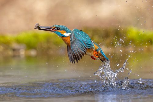 Kingfisher in flight