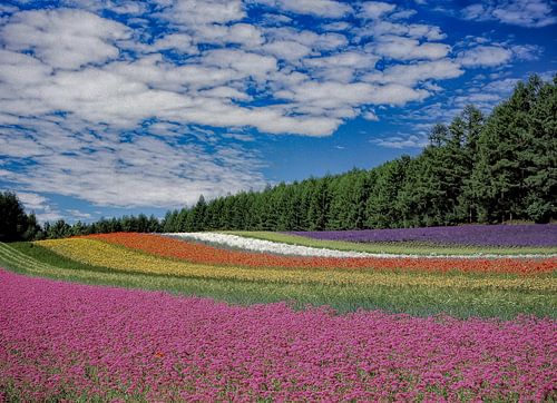 Bloemen landschap